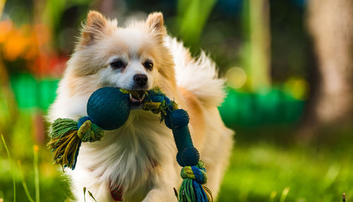 Close-up of a dog looking away