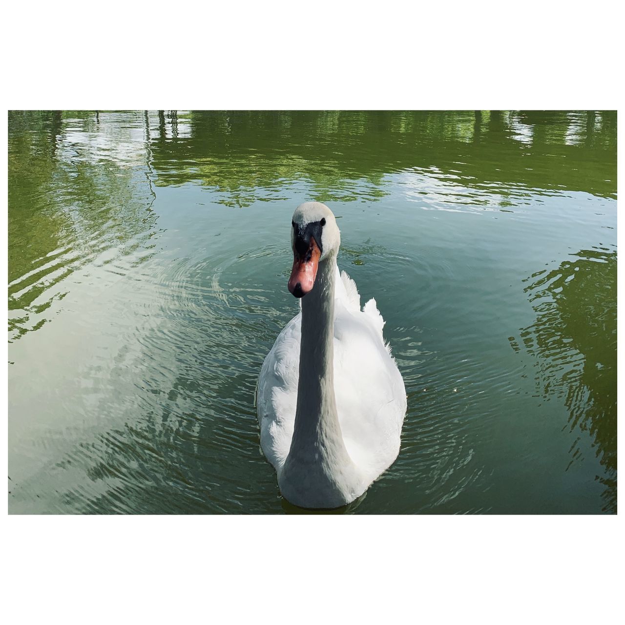 SWANS SWIMMING IN LAKE