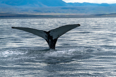 View of a tail fin of whale swimming in sea