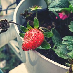 Close-up of strawberry growing on plant