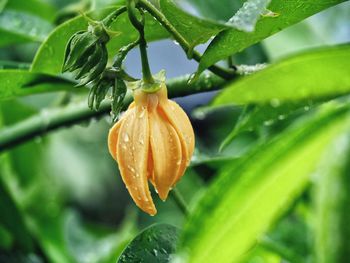 Close-up of wet orange flower