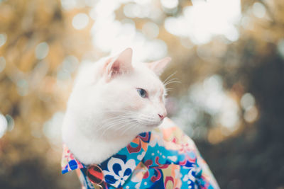 Close-up of cat looking away