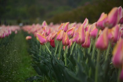 Close-up of pink flowering plant on field