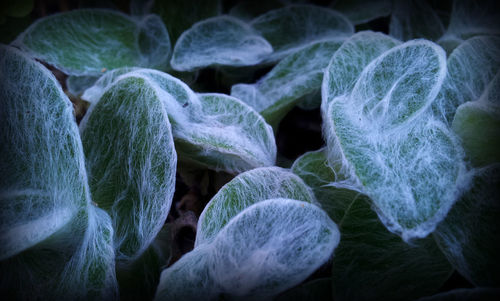 Macro shot of green leaves