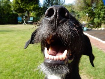 Close-up of dog