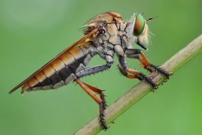 Close up of robberfly on green background