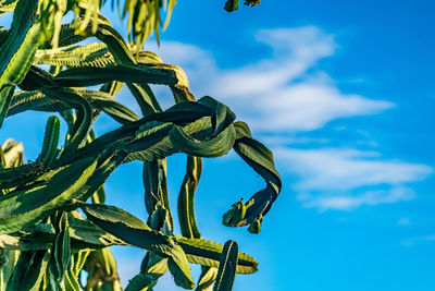 Low angle view of tree against sky