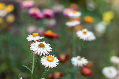 Close-up of white daisy flowers