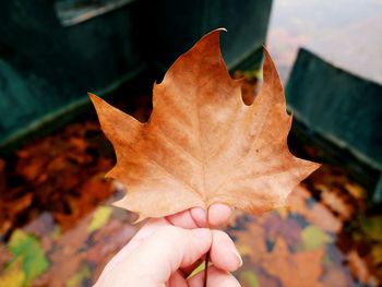 Close-up of hand holding maple leaf