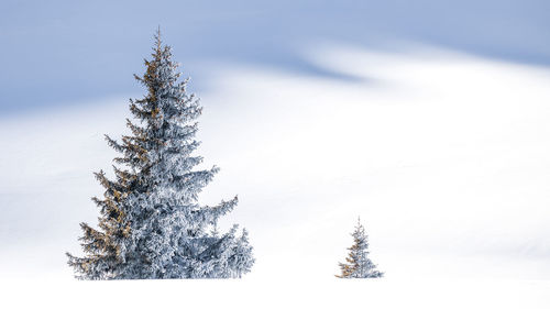 Minimalistic winter scene by two trees