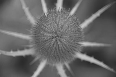 Close-up of flower against blurred background