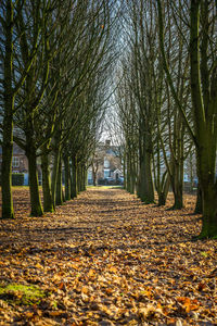 Footpath amidst trees in park during autumn