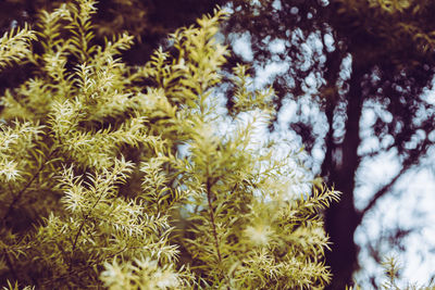 Close-up of flowering plants and trees