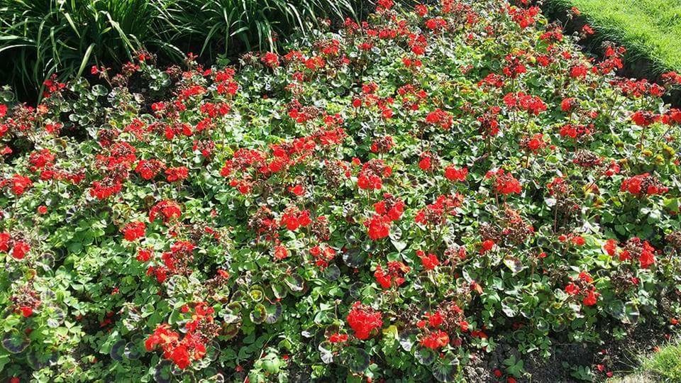 CLOSE-UP OF RED FLOWERS GROWING ON TREE