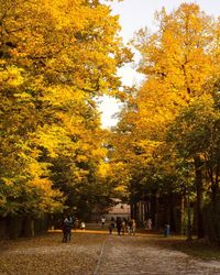 People walking in park during autumn