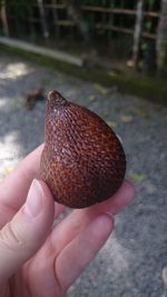 Close-up of hand holding fruit