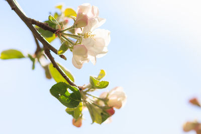 Close-up of pink flowers