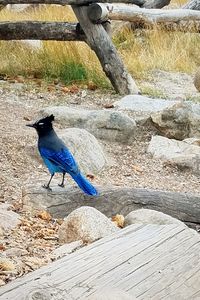 Bird perching on rock