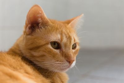 Close-up of cat looking away