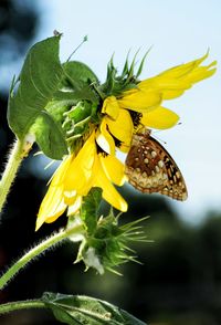 Close-up of yellow flower