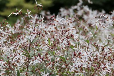 Close-up of flowering plants on field