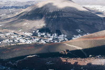 High angle view of dog on land