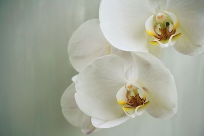 Close-up of white orchid