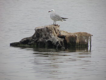 Bird perching on lake