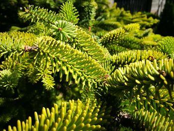 Close-up of fern leaves