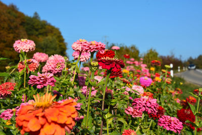 Close-up of pink flowering plants against sky