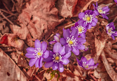 Close-up of purple flowering plants