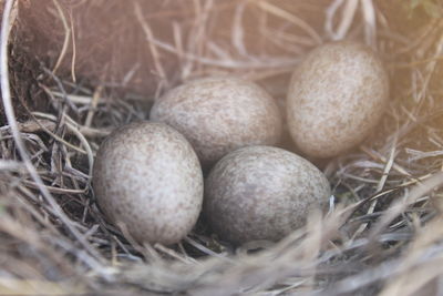 Close-up of eggs in nest