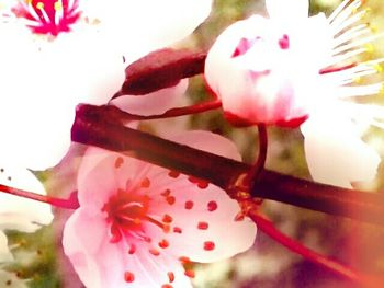 Close-up of pink flower blooming