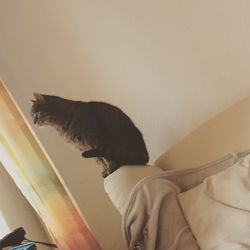 Cat sitting on a bed