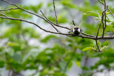 Low angle view of bird perching on tree