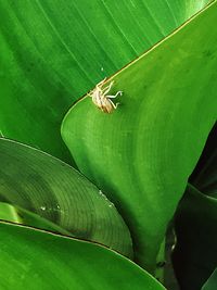 High angle view of insect on leaves