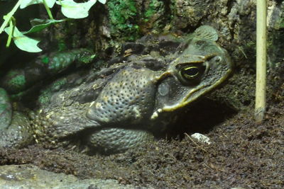 Close-up of frog in sea