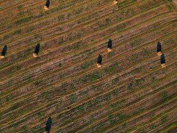 Aerial view of hay bales on farm