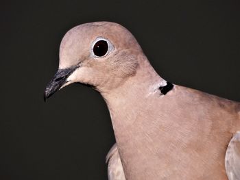 Close-up of an eurasian collared dove