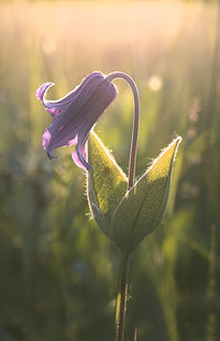 Close-up of purple flowering plant in sunlight