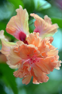 Close-up of pink flowering plant