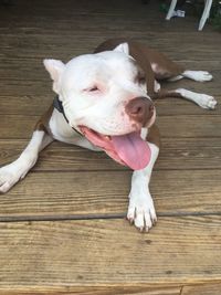 High angle view of dog lying on hardwood floor