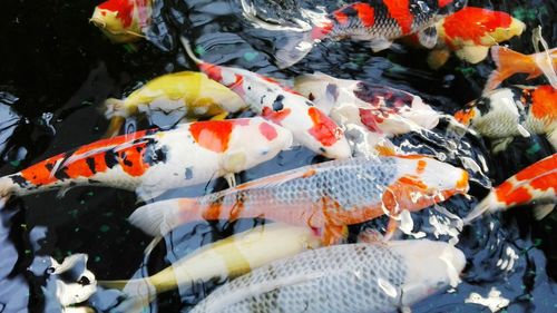 High angle view of koi carps swimming in water