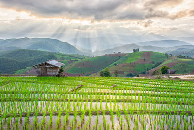 Scenic view of agricultural field against sky