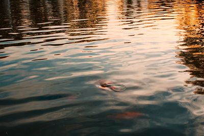 High angle view of duck swimming in lake