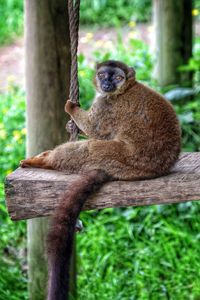 Portrait of lemur relaxing on wood