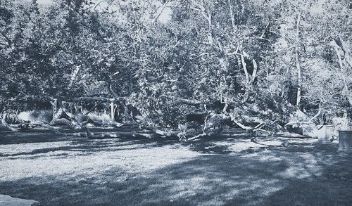 Road passing through trees