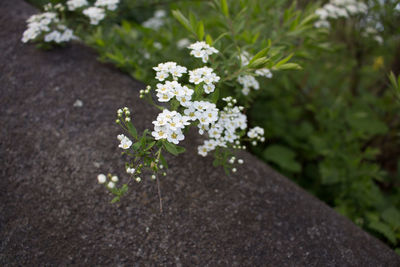 Close-up of flowers