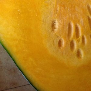 Close-up of yellow flower