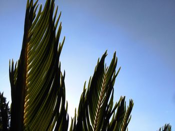 Low angle view of palm tree against clear blue sky